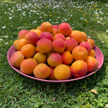 Load image into Gallery viewer, Apricot Jam