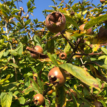 Load image into Gallery viewer, Medlar Jelly