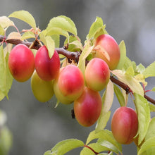 Load image into Gallery viewer, Somerset Cherry Plum Jam