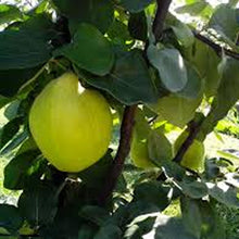 Load image into Gallery viewer, Quince Jelly. Made from Somerset Quinces and has a unique flavour, hard to describe!  Serving Suggestion: Perfect Pairing with a Cheese board and cooked meats such as ham and pork. Made by Hand at Cedrics in Somerset, England in tiny batches.